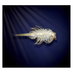 Aqua Dragons - Mundo Submarino